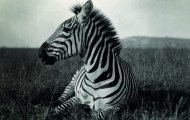 4. Carl E. Akeley - Kenya - 1910 circa. Carl Akeley riusci a cogliere questo primo piano straordinariamente dettagliato di una zebra di Burchell che riposava nelle pianure di Athi