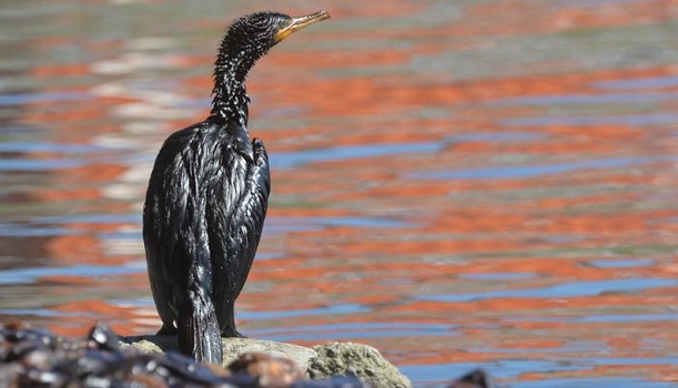 cormorano greggio