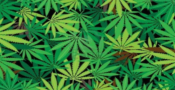cannabis grande