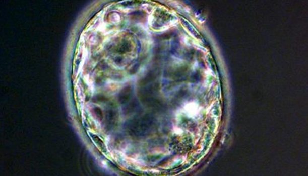 embrione grande