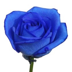 rose-blu b